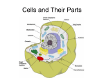 Cells - wwphs