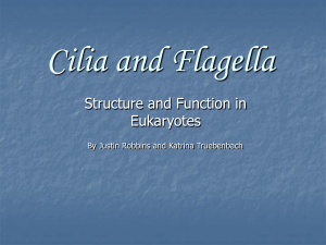 Cilia and Flagella