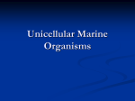 Chapter 4 Unicellular Marine Organisms