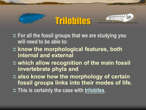Trilobites - Geology Rocks