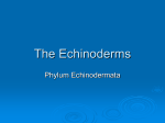 The_Echinoderms-no-video