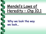 Mendel`s Laws of Heredity