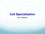 Cell Specialization Powerpoint