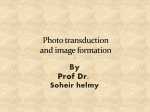 phototransduction