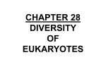 Unit 10 Simple Life Forms Chp 28 Eukaryotic