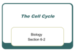 The Cell Cycle - KathleenMihokWilmU