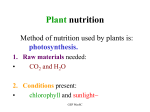 photosynthesis resource