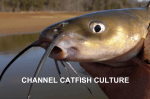 CHANNEL CATFISH CULTURE Channel Catfish ( Ictalurus