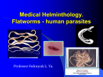 7.Medical Helminthology flatworms