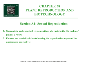 Plant Reproduction and Development PowerPoint
