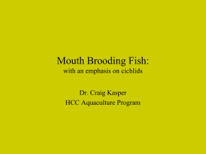 Mouth Brooding Fish: with an emphasis on cichlids