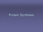 Protein Synthesis