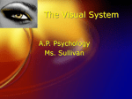The Visual System PPT