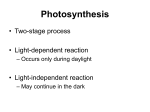 Photosynthesis - WordPress.com