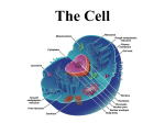 The Cell