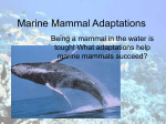 Marine Mammal Adaptions - Auburn School District