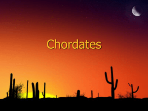 Chordates