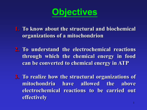 Mitochondria: Energy Conversion