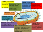 Prokaryote Diagram