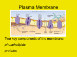 Crossing the Plasma Membrane