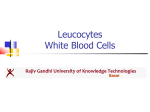 Leukocytes White Blood Cells