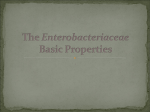 The Enterobacteriaceae