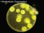 Diversity of Cellular Life College Biology Mr. Lee Room 320