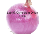 Lab #8 Osmosis in Onion Cells