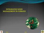 7.Iwm-tomato