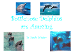 Bottlenose Dolphins are Amazing
