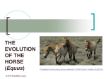 THE EVOLUTION OF THE HORSE (Equus)