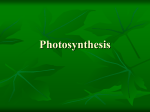Photosynthesis - Kania´s Science Page