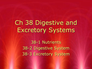 Ch 38 Digestion and Excretory