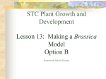 STC Plants Lesson 13B