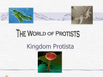 What Unites Kingdom Protista?