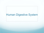 human_digestiv