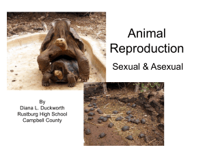 Animal Reproduction - Smyth County Schools
