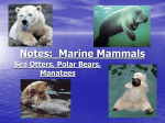 Notes: Marine Mammals