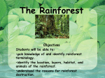 The Rainforest - WordPress.com