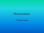 File Photosynthesis 9