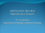 Histology of Reproductive System
