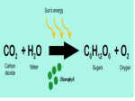 Light Dependent Reactions