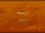 Plants I