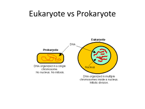 Eukaryote vs Prokaryote