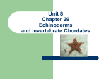 Unit 8 Chapter 29 Echinoderms and Invertebrate Chordates