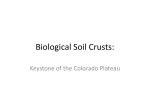 Biological Soil Crusts: