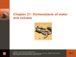 Homeostasis of water and solutes