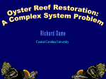 Oyster Reef Restoration: