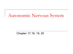 Autonomic Nervous System