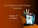 The Digestive and Urinary Systems